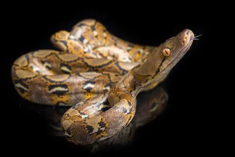 Reticulated Python (Python reticulatus) isolated on black background. Photos