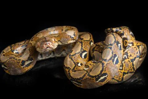 Reticulated Python (Python reticulatus) isolated on black background. 스톡 사진