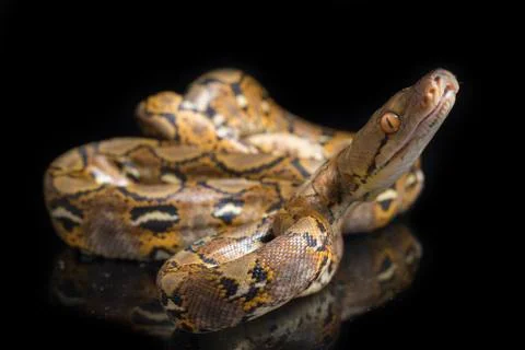 Reticulated Python (Python reticulatus) isolated on black background. 写真素材