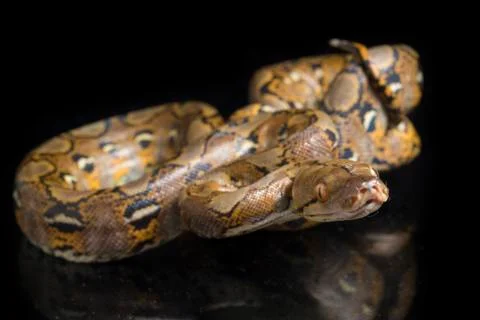 Reticulated Python (Python reticulatus) isolated on black background. 写真素材