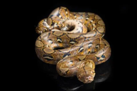 Reticulated Python (Python reticulatus) isolated on black background. 写真素材