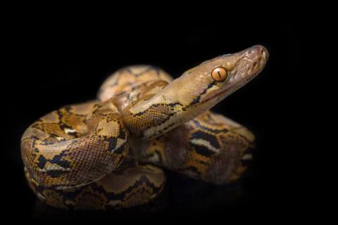 Reticulated Python (Python reticulatus) isolated on black background. 写真素材