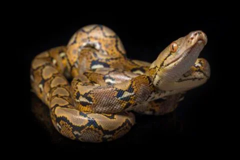 Reticulated Python (Python reticulatus) isolated on black background. 스톡 사진