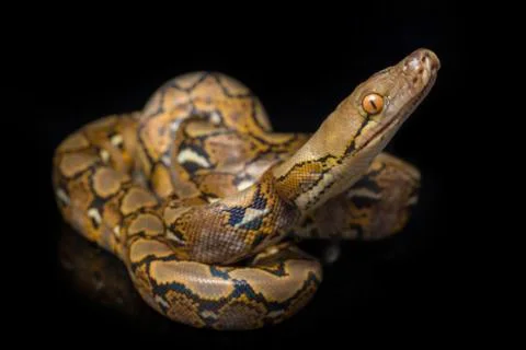Reticulated Python (Python reticulatus) isolated on black background. 写真素材