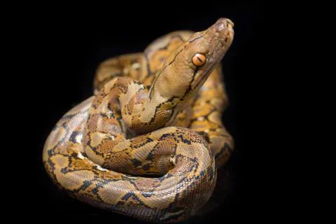 Reticulated Python (Python reticulatus) isolated on black background. 写真素材