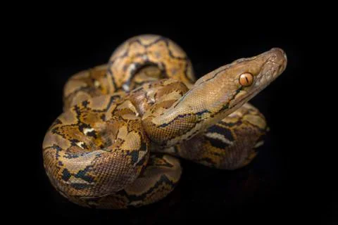 Reticulated Python (Python reticulatus) isolated on black background. 스톡 사진