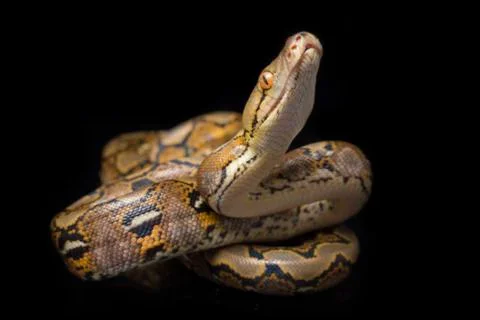 Reticulated Python (Python reticulatus) isolated on black background. Photos