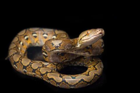 Reticulated Python (Python reticulatus) isolated on black background. Photos