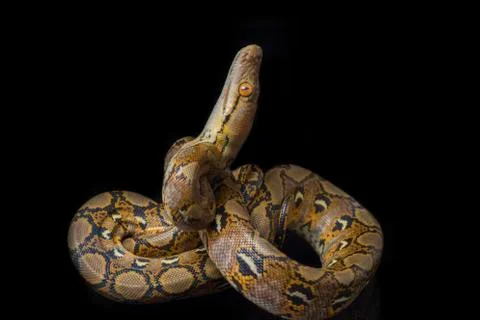 Reticulated Python (Python reticulatus) isolated on black background. Stock Photos