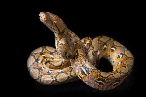 Reticulated Python (Python reticulatus) isolated on black background. Photos
