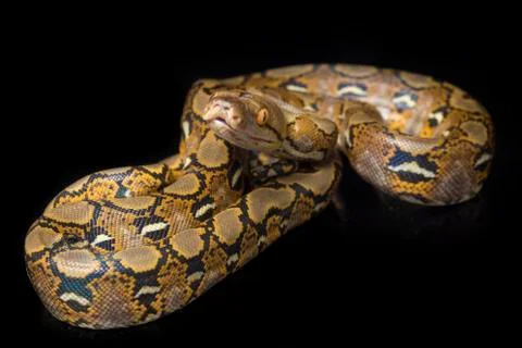 Reticulated Python (Python reticulatus) isolated on black background. 스톡 사진