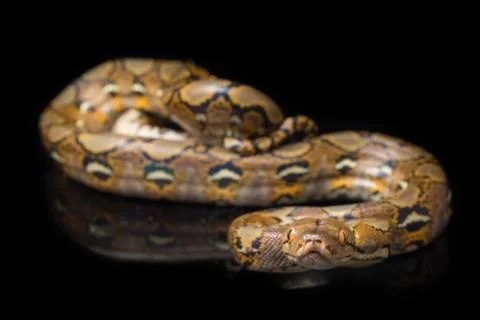 Reticulated Python (Python reticulatus) isolated on black background. Photos