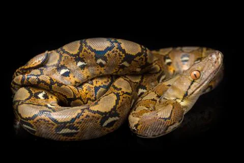 Reticulated Python (Python reticulatus) isolated on black background. Stock Photos