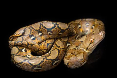 Reticulated Python (Python reticulatus) isolated on black background. 写真素材