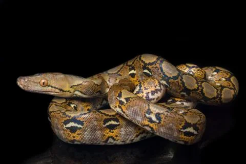 Reticulated Python (Python reticulatus) isolated on black background. 写真素材