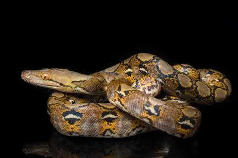 Reticulated Python (Python reticulatus) isolated on black background. Photos