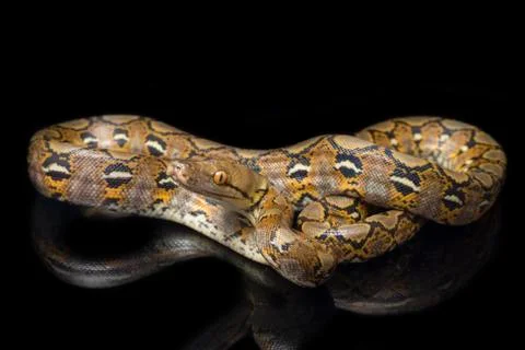 Reticulated Python (Python reticulatus) isolated on black background. 写真素材