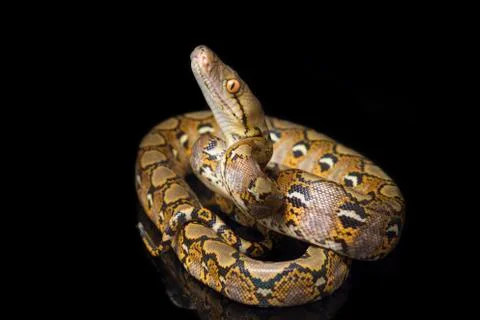 Reticulated Python (Python reticulatus) isolated on black background. 写真素材