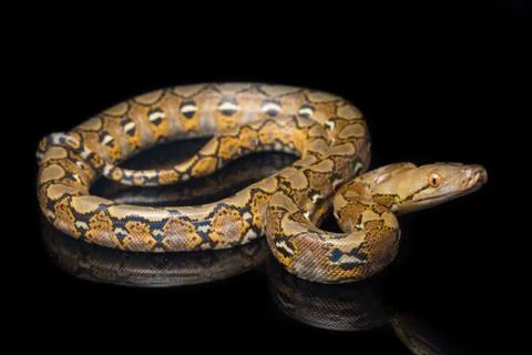 Reticulated Python (Python reticulatus) isolated on black background. Photos