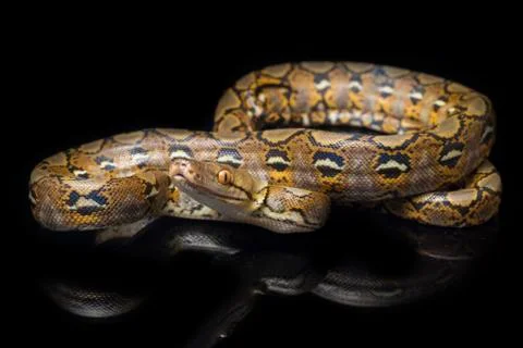 Reticulated Python (Python reticulatus) isolated on black background. 写真素材