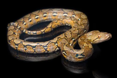 Reticulated Python (Python reticulatus) isolated on black background. Photos