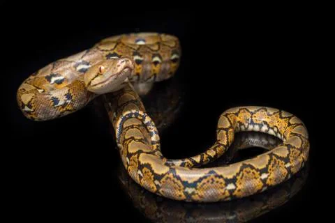 Reticulated Python (Python reticulatus) isolated on black background. 写真素材