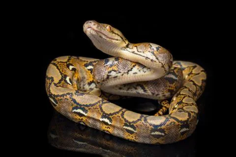 Reticulated Python (Python reticulatus) isolated on black background. Photos