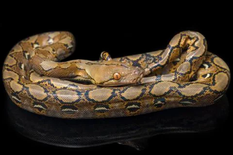 Reticulated Python (Python reticulatus) isolated on black background. Stock Photos