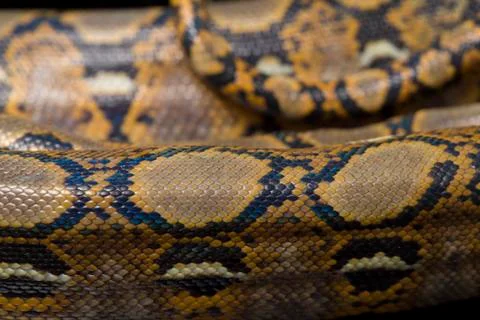 Reticulated Python (Python reticulatus) isolated on black background. Photos