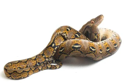 Reticulated Python (Python reticulatus) isolated on white background. Photos
