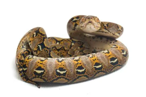 Reticulated Python (Python reticulatus) isolated on white background. Stock Photos