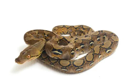Reticulated Python (Python reticulatus) isolated on white background. Photos