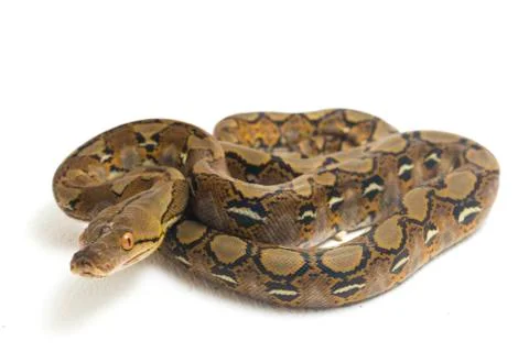 Reticulated Python (Python reticulatus) isolated on white background. 스톡 사진