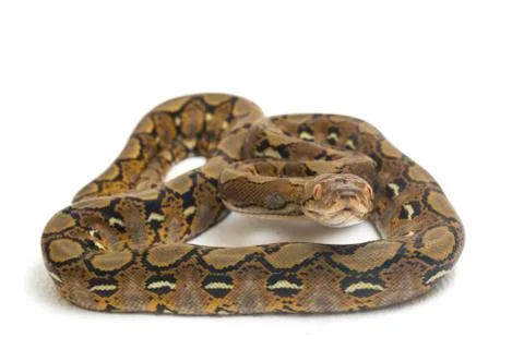Reticulated Python (Python reticulatus) isolated on white background. Photos