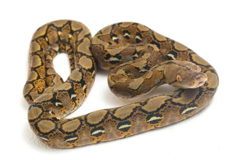Reticulated Python (Python reticulatus) isolated on white background. Stock Photos