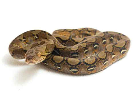 Reticulated Python (Python reticulatus) isolated on white background. 写真素材