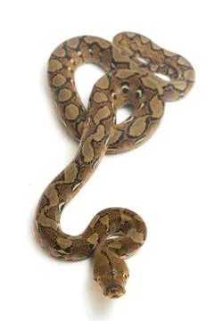 Reticulated Python (Python reticulatus) isolated on white background. Photos