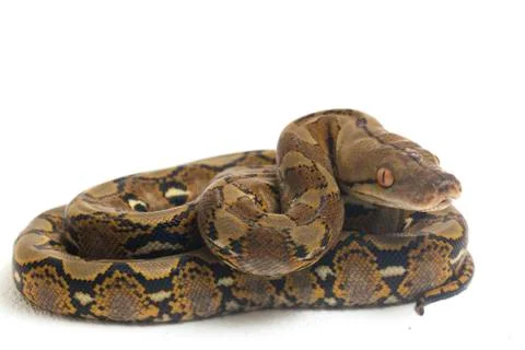 Reticulated Python (Python reticulatus) isolated on white background. Photos