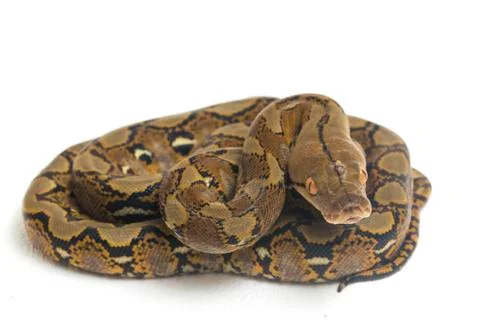 Reticulated Python (Python reticulatus) isolated on white background. 스톡 사진