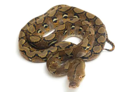 Reticulated Python (Python reticulatus) isolated on white background. 写真素材