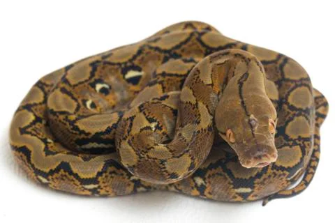 Reticulated Python (Python reticulatus) isolated on white background. Photos