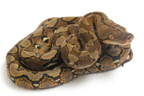 Reticulated Python (Python reticulatus) isolated on white background. Photos