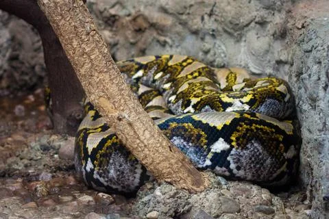 The reticulated python (Python reticulatus) in the Kaliningrad Zoo, Russia. 스톡 사진