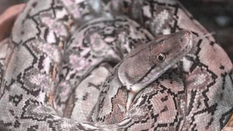 Reticulated python, Python reticulatus, non-venomous snake lies in a ring c.. Foto stock