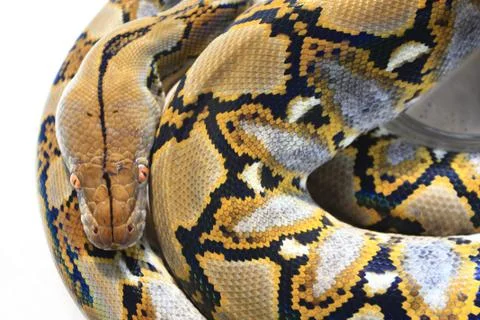 Reticulated Python (Python reticulatus) 写真素材