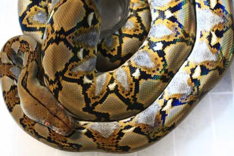 Reticulated Python (Python reticulatus) Photos