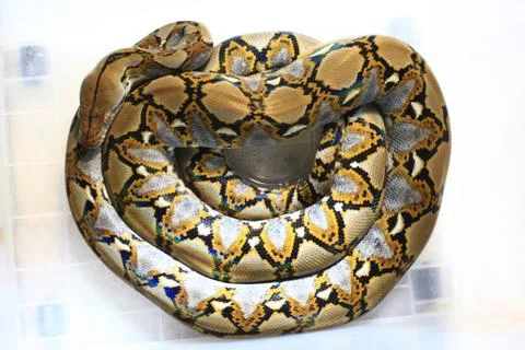 Reticulated Python (Python reticulatus) Foto stock