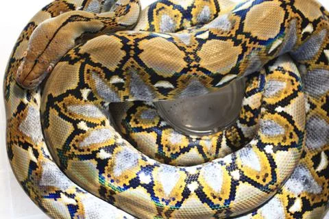 Reticulated Python (Python reticulatus) Foto stock