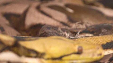 Reticulated Python (Python reticulatus) Slithering With Tongue Out - Close Stock Footage 233312178