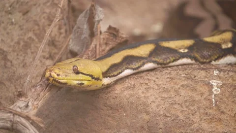 Reticulated Python (Python reticulatus) Slithering on Wood and Rocks With Stock Footage 233557194